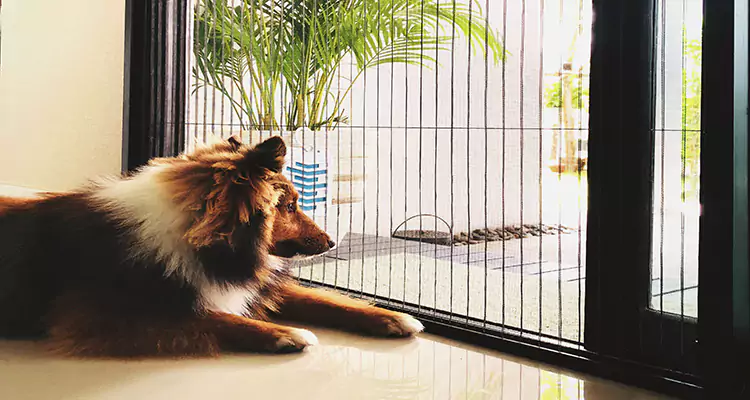 Sliding Screen Pet Door Repair in Riviera Beach, FL