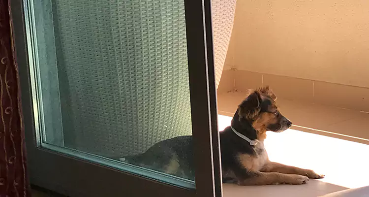 French Door Pet Screen Repair in Riviera Beach, FL